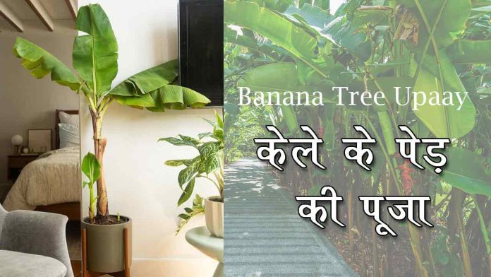 Banana Tree Upaay:केले के पेड़ की पूजा के दौरान की हुई एक छोटी सी गलती आपको बना देगी जिंदगी भर के लिए कंगाल