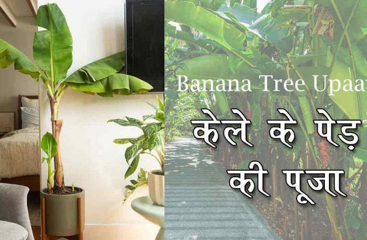 Banana Tree Upaay:केले के पेड़ की पूजा के दौरान की हुई एक छोटी सी गलती आपको बना देगी जिंदगी भर के लिए कंगाल