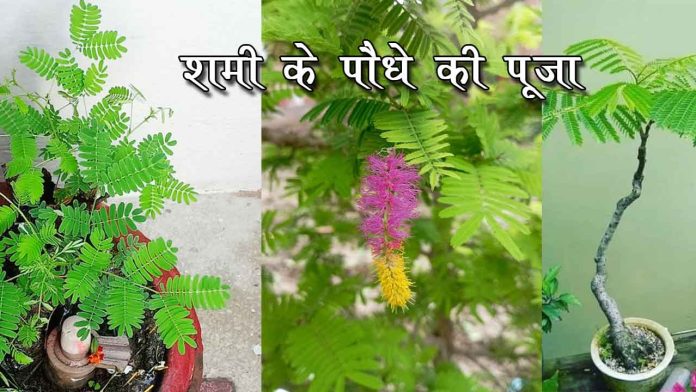 Be careful of these mistakes while worshiping Shami plant. यदि आप भी कर रहे हैं शमी के पौधे की पूजा के दौरान यह सारी गलतियां तो हो जाएं सावधान